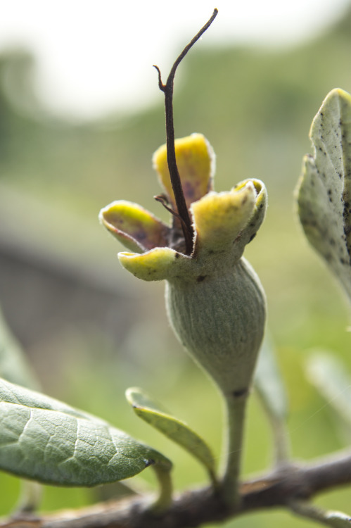 pragmaculture:Tiny feijoa (Acca sellowiana “Unique”) ripening slowly 