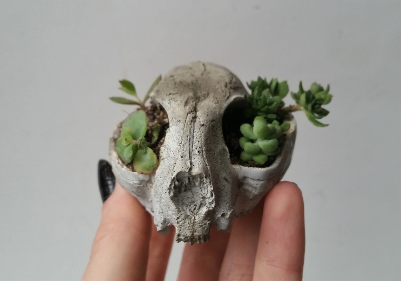 cummy–eyelids: cummy–eyelids: Kitty cat skull cement bonsai succulent planters!