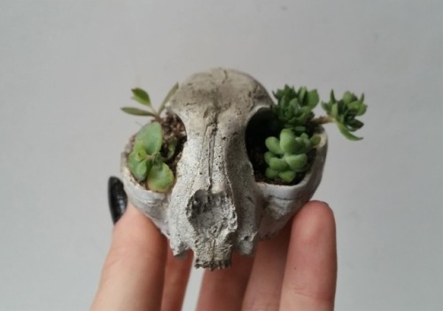 cummy–eyelids: cummy–eyelids: Kitty cat skull cement bonsai succulent planters! Just listed on my etsy shop! https://www.etsy.com/shop/PastelAlienShop You can use coupon code “TUMBLR” for 10% off! 