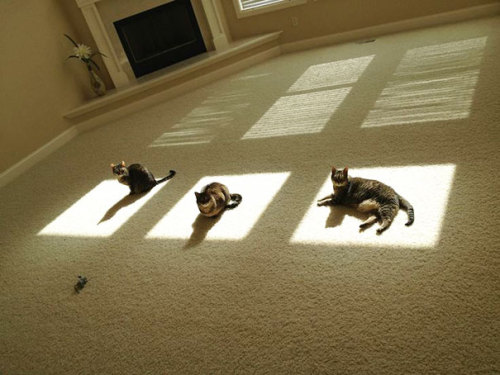 notsomolly: occultlylittlespace: whateverstop: I’m sobbing omfg Kitties are solar-powered. It’s 