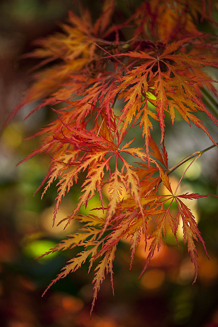 outdoormagic:  music-is-my-religion-yes: Acer Autumn