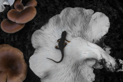 steepravine:Newt On Huge Oyster Mushroom(Mount Tamalpais, California - 11/2014)