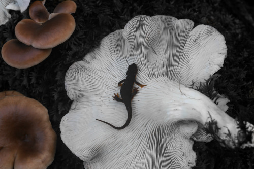 steepravine - Newt On Huge Oyster Mushroom(Mount Tamalpais,...