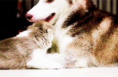 doctaaaaaaaaaaaaaaaaaaaaaaa:  MOMMY HUSKY PLAYING WITH HER BABY GOODBYE FRIENDS 