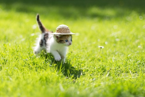 english-court:mel-cat:My first spring( via Sergey Kosov )Y’all :,)