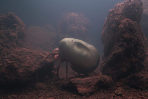 Pierre Huyghe, “Zoodram 4” (2011), live marine ecosystem, aquarium, resin mask after Constantin Bran