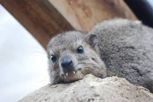 end0skeletal: The hyrax is a herbivorous animal native to Africa and the Middle East. Often mistaken