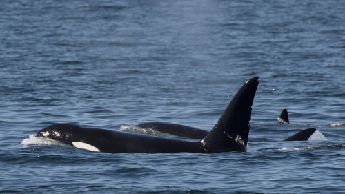 californiatransients: 10/14/19 - 50+ year old male CA10.Photo by Blue Ocean Whale Watch