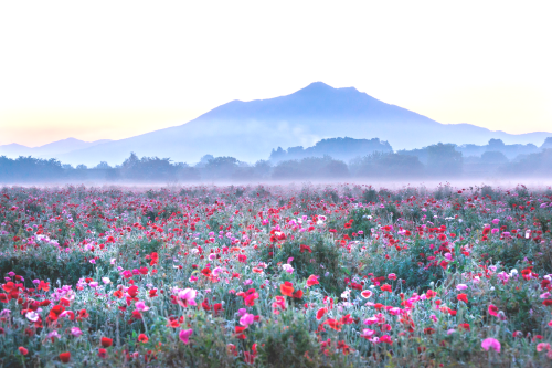 tulipnight:Poppy Field on Misty Morning by Teruo Araya