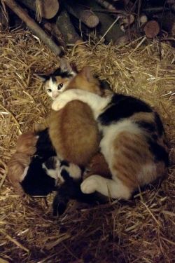 awwww-cute:  Big kittens need love too! My