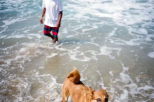 dog beach