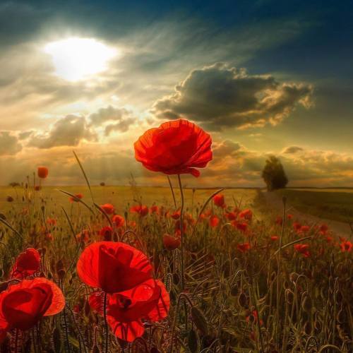 sjpstuff:  Lest We Forget