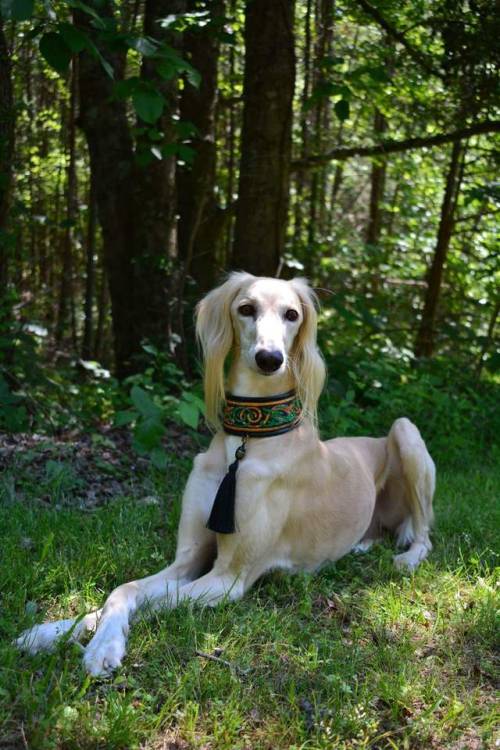 mischiefdogloki: Royalty
