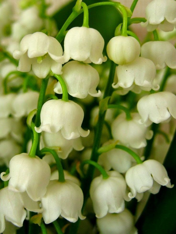 flowersgardenlove:  Lilies of the Valley Beautiful gorgeous pretty flowers 