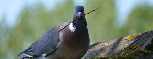  Pigeon 1035