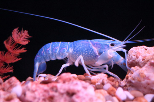 fuckyeahaquaria: Freshwater Australian Blue Lobster | Cherax tenuimanus (by Nicholas Tay)