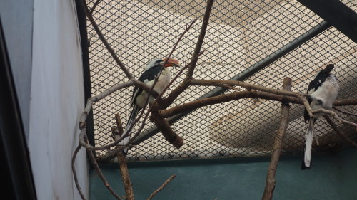 Von der Decken’s hornbills at the Smithsonian National Zoo in Washington D.C.