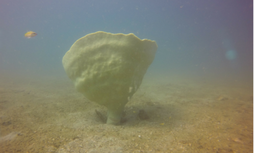 CRITICALLY ENDANGERED GIANT SPONGE REDISCOVERED IN CAMBODIAMore than 100 years after it was last see