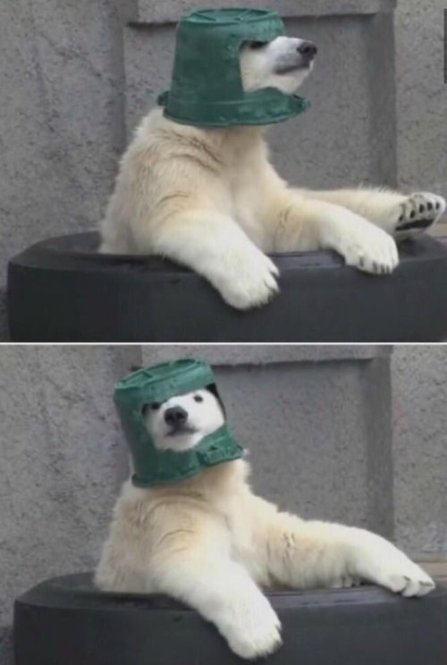 vastderp: yes-this-is-groot: Finally some good news! my tower is secure. i am bear