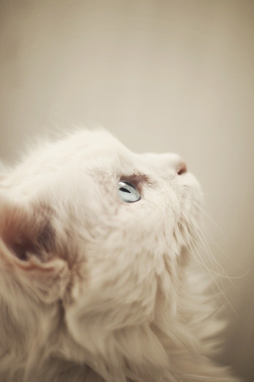 Fluffy white cat with blue eyes