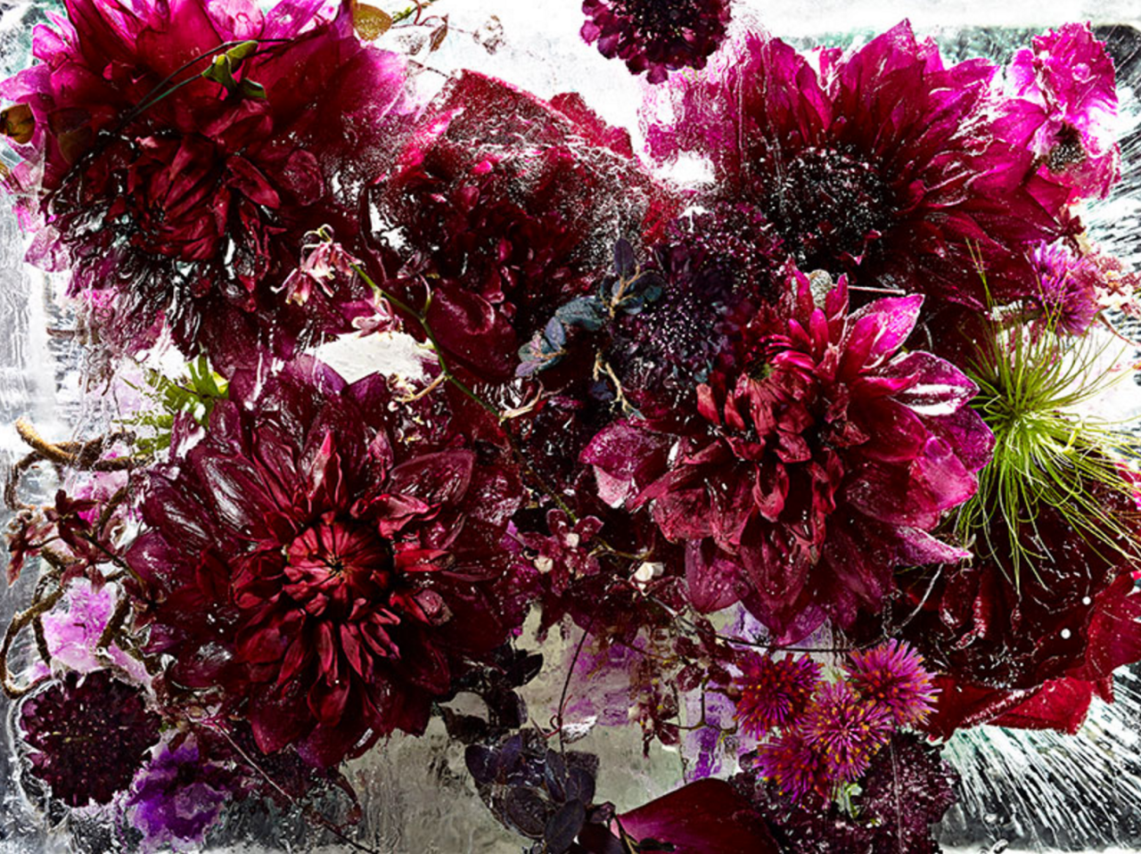 culturenlifestyle:  Frozen Flowers in Ice Resemble Exquisite Watercolor Paintings
