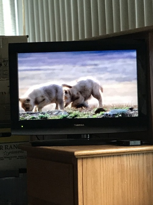 Haha Freya is paying very close attention to the howling and puppy noises on tv