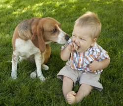 New Post has been published on http://bonafidepanda.com/13-pictures-babies-pets-aww/13 Pictures of Babies and Their Pets That Will Definitely Make You Go Aww What’s great about dogs? We all know the answer for that! Of course, they are extremely loyal