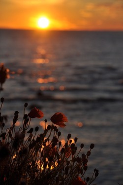 solem-lumen:  Poppy sunset 