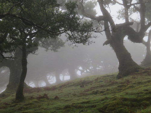 90377:  Mystical Forest by Aristokrat_ on Flickr. 