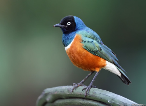 Superb Starling