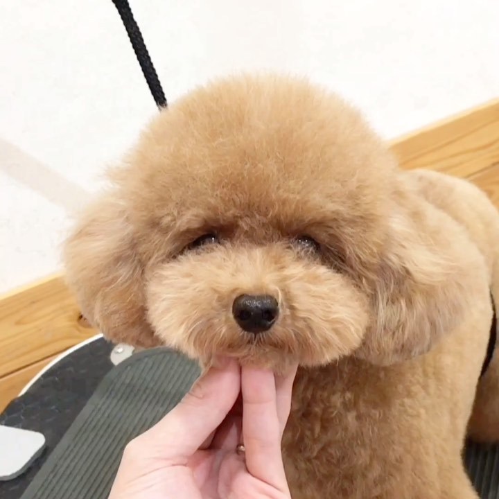 Dog Salon Lead Dog Salon Lead
