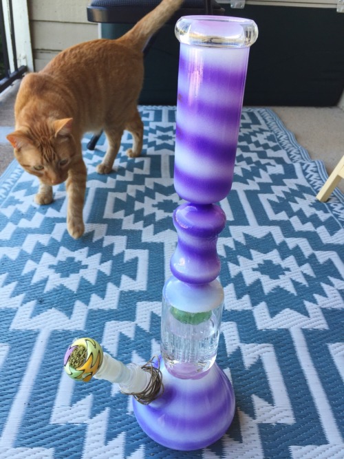 stonerparty:  meowmoksha:  Simba checking out the new bong 4/30/16   johnisinareyouin    