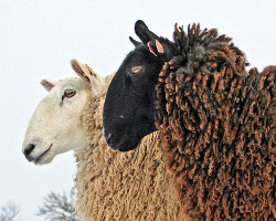 fuckyeahungulates: Border Leicester Sheep