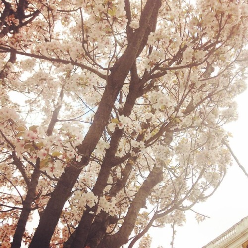 #sakura #cherryblossom #nature #さくら #花見