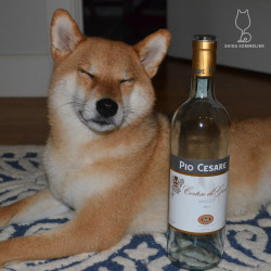 shibasommelier:  2013 Pio Cesare Cortese di Gavi I’ll be honest - Gavi’s always been a bit of a snoozer for me. I have yet to come across one that really perks me up. Not very aromatic on the nose - lots of stone, lemon, and a hint of thyme. Simple