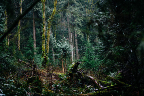 darkcoastphotography: Belcarra Bay, Port Moody, British Columbia (Insta)2017