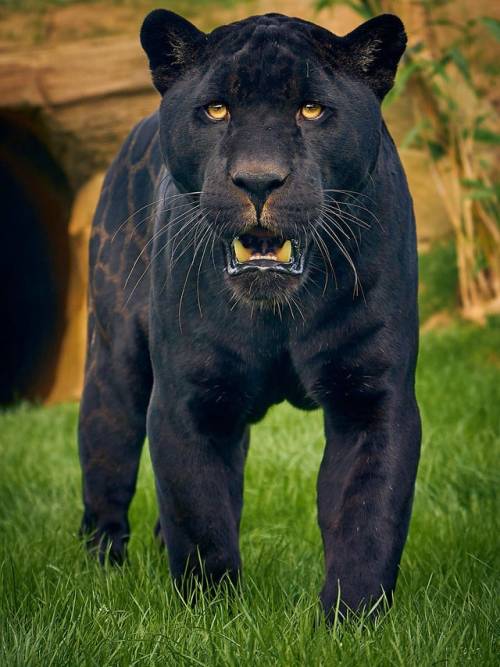 🔥 Majestic melanistic jaguar. #naturezem#nature#photography#naturephotography#naturelovers#art#photo#photographer