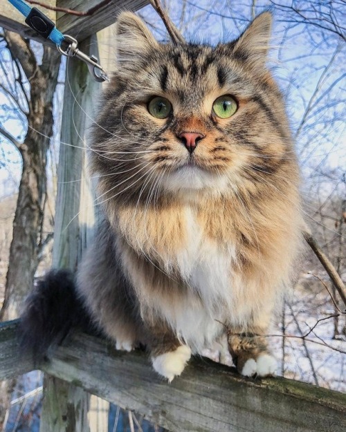 XXX everythingfox: The fluffiest cat Boone  photo