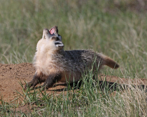 dddumbass: biggest-gaudiest-fish: everyextantmammal: North American badger (Taxidea taxus) American 