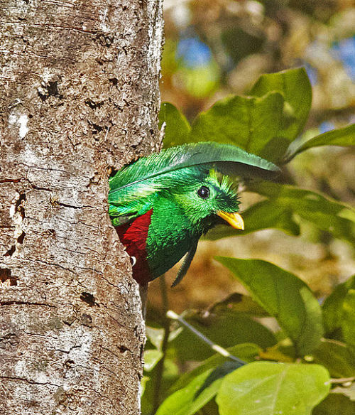 a-modern-major-general:A male resplendent quetzal leaving its nest hole (Costa Rica).