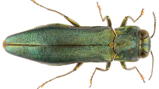 Wood boring insects include agrilus planipennis