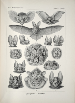 smithsonianlibraries:The many faces of bats,