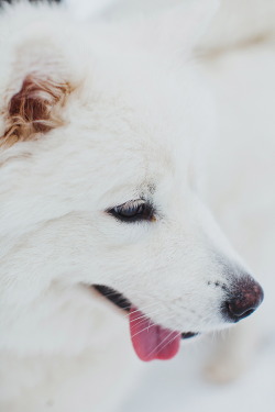 r2&ndash;d2:  Samoyed by (honey and milk) 