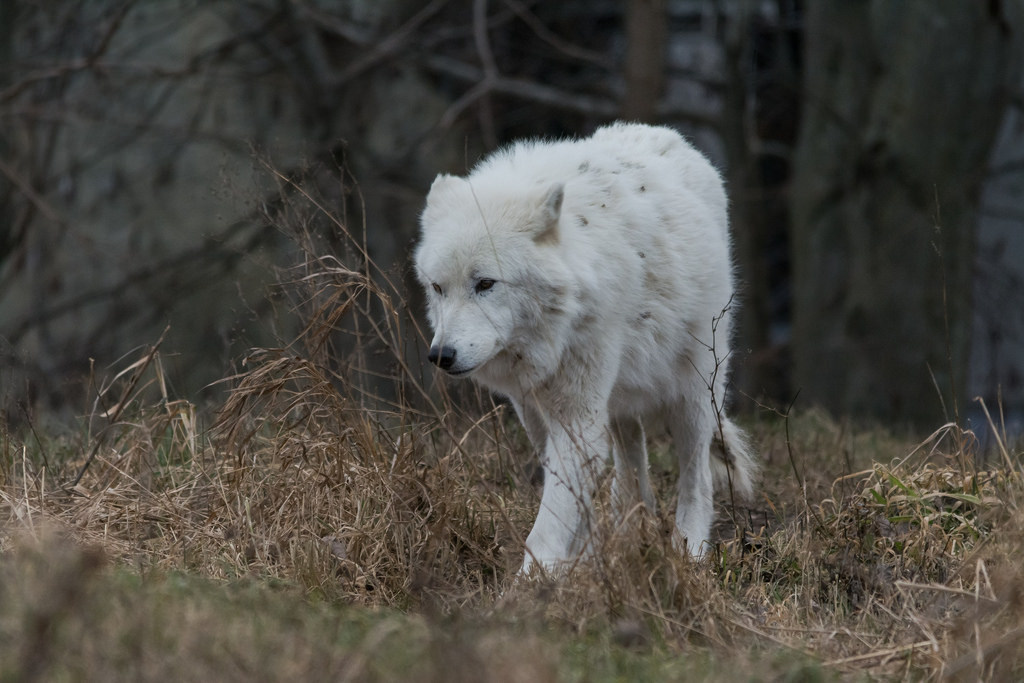 elegantwolves:  by Bryon O’Neill 