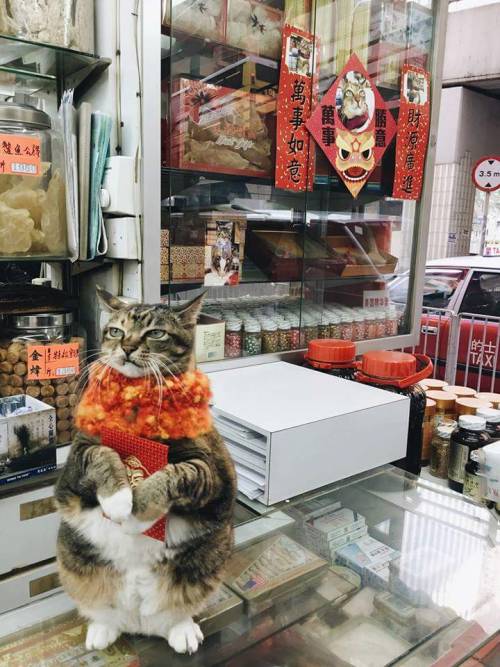 “I Hate My New Job&hellip; Neko Kat!”Photo via Imgur