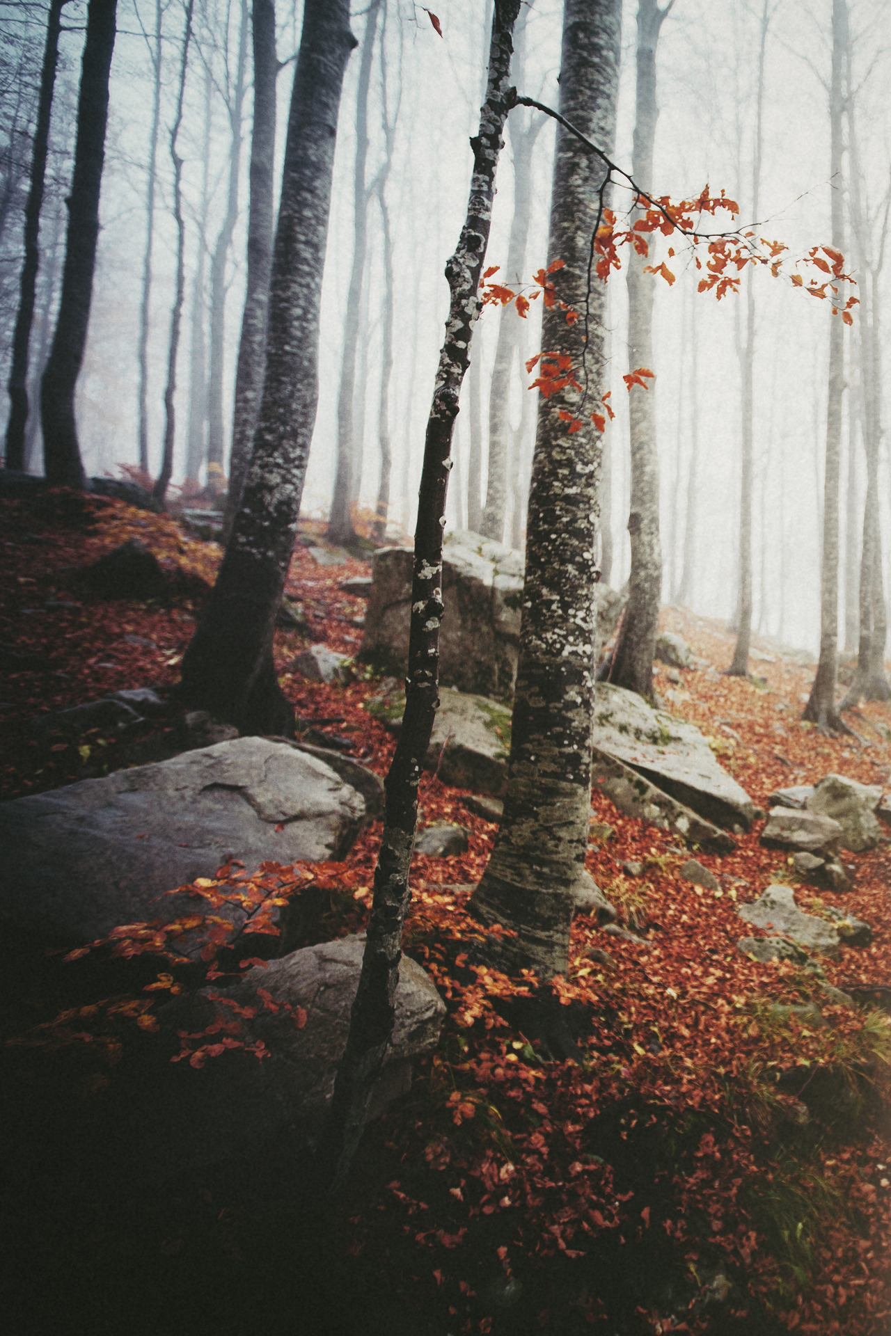 elenamorelli:  { fragile }