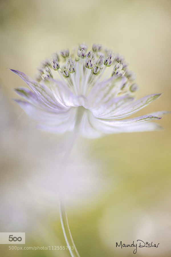 tinnacriss:  Astrantia by MandyDisher