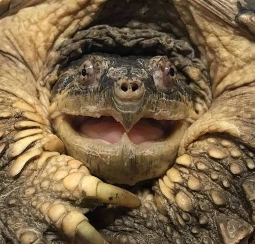 The common snapping turtle (Chelydra serpentina). Credit: Emilio Belmonte > For more pics, videos