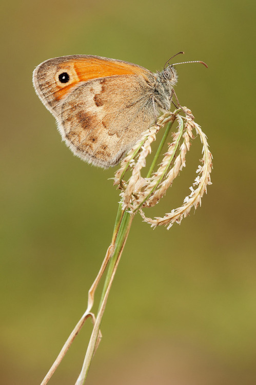Small heathThe Small heath or Coenonympha pamphilus is small-size buttefly of the Nymphalidae family