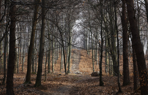 I love how this commercial forest is being taken care of. Poland